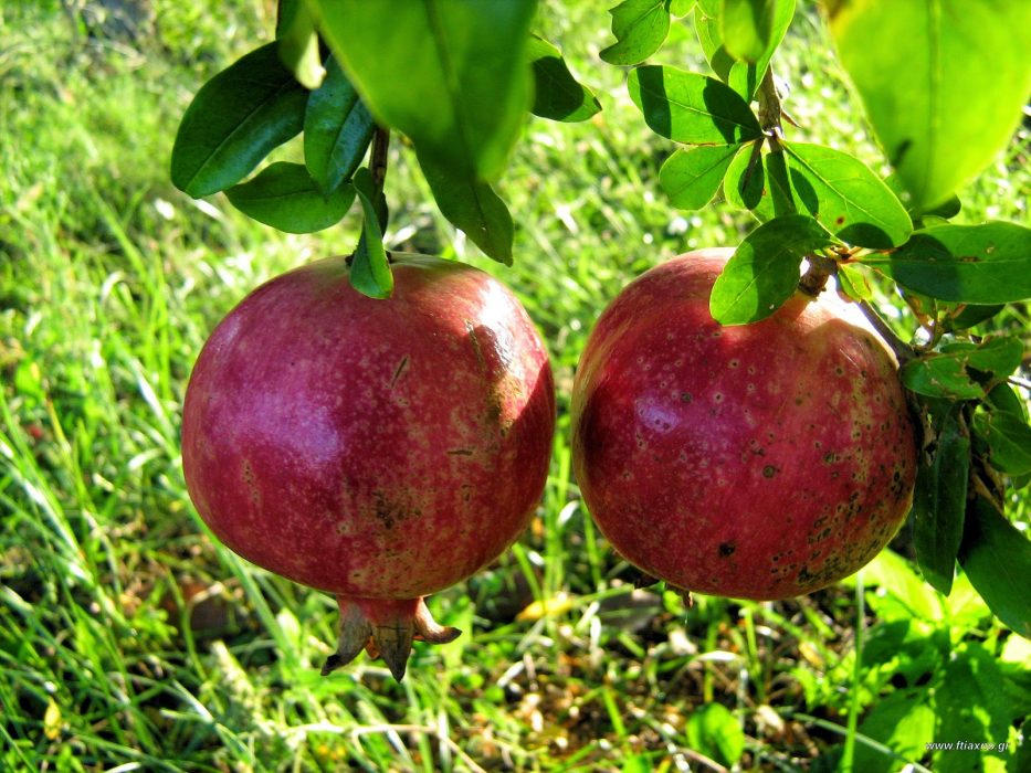 Pomegranate