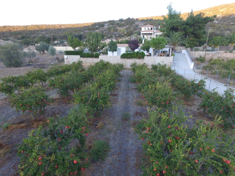 The pomegranate trees